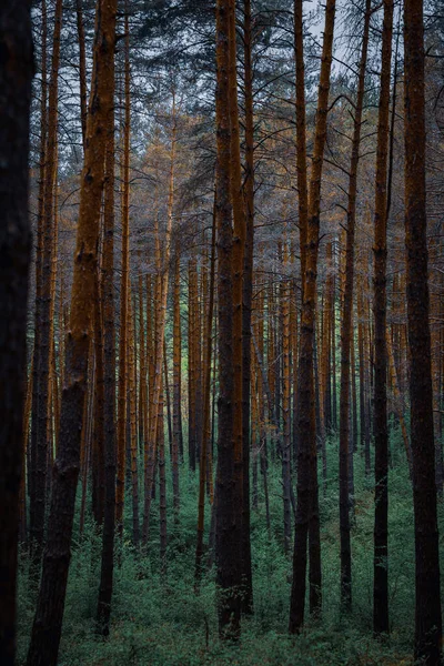 키큰 나무가 있는 어두운 숲. 푸른 덤불, 풀. 과일 색의 나무들. — 스톡 사진