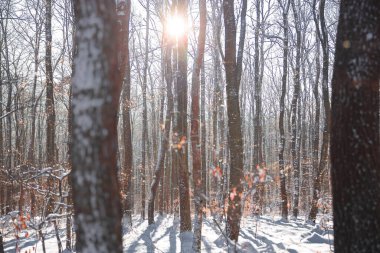 Kışın orman. Karla kaplı bir ormanın kenarında uzun, koyu, çıplak huş ağaçları ve tüylü köknar ağaçları var..