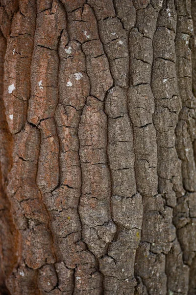 Feche macro tiro de casca de árvore com neve. Fotografia de padrão de árvore. Temporada de Inverno. — Fotografia de Stock