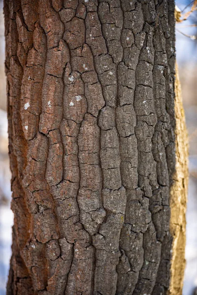 Κοντινό πλάνο του φλοιού του δέντρου με χιόνι. Φωτογραφία σχεδίου δέντρου. Χειμερινή περίοδος. — Φωτογραφία Αρχείου