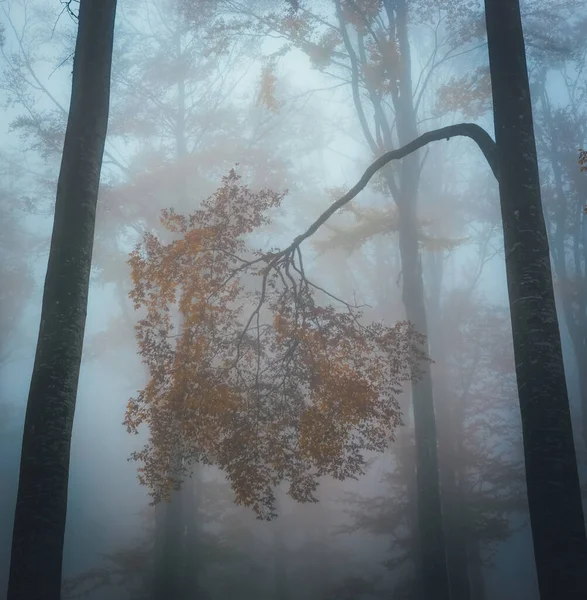 Brouillard dense dans la forêt sombre à l'automne. Beau paysage de la nature. Lumière venant à travers les arbres. — Photo