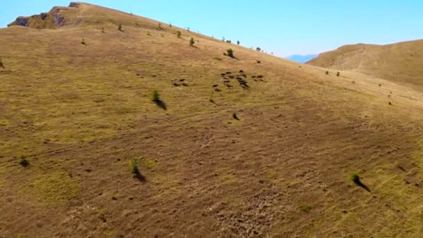 Drohnenaufnahme von Pferden, die auf einem Gebirgsfeld in Bulgarien laufen. Kobilini-Mauern in Bulgarien. Land bereisen und sehen. — Stockvideo