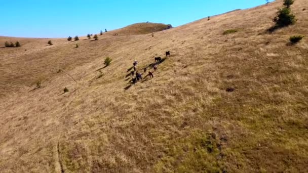 Drohnenaufnahme von Pferden, die auf einem Gebirgsfeld in Bulgarien laufen. Kobilini-Mauern in Bulgarien. Land bereisen und sehen. — Stockvideo