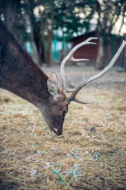 Ormanın bulutlu bir gününde ot yiyen güzel bir erkek geyik. Kafasında kocaman boynuzları var. Büyüleyici memeli..