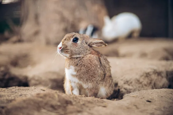 Adorable conejo marrón está en el suelo. Adolescente conejito marrón se sienta entre agujeros en el suelo. — Foto de Stock