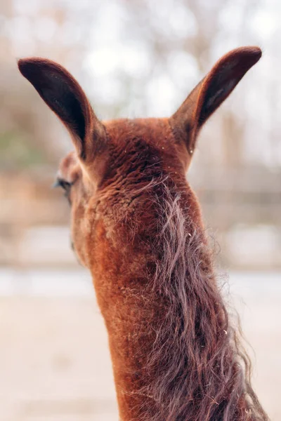 Seekor llama coklat lucu di kebun binatang. Hewan mamalia berbulu halus. Mirip dengan alpaca. — Stok Foto