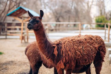 Hayvanat bahçesindeki sevimli, kahverengi bir lama. Yumuşak bir hayvan memeli. Alpaka 'ya benzer..