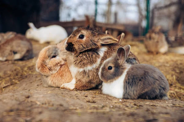 Lindos conejos adorables conejos abrazándose juntos en una granja. Agujeros excavados en el suelo es su hogar. — Foto de Stock