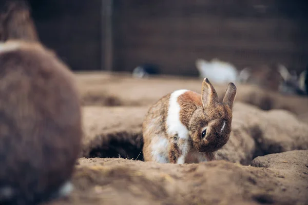 Adorable conejo marrón limpiándose solo. Adolescente conejito marrón limpieza de su pelusa agujeros de piel en el suelo. — Foto de Stock