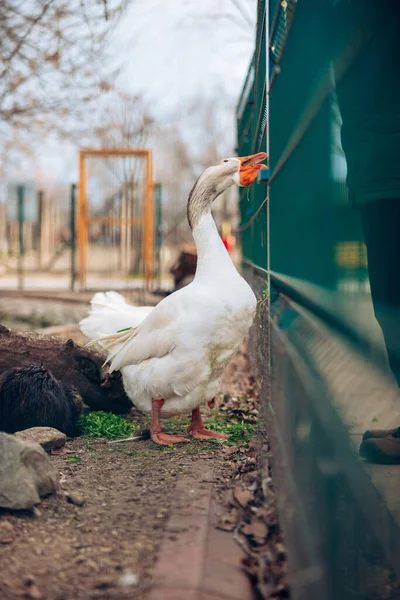 Retrato de ganso doméstico, de perfil sobre fondo borroso en un zoológico. Ganso blanco — Foto de Stock