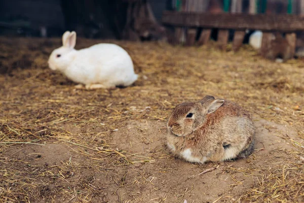 Lindos conejos adorables conejos abrazándose juntos en una granja. Agujeros excavados en el suelo es su hogar. — Foto de Stock