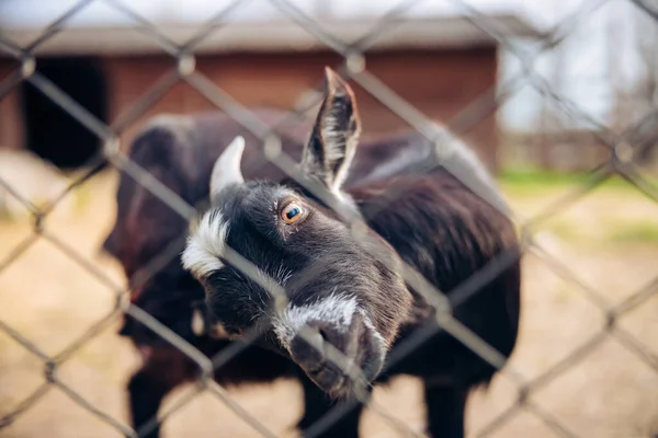 Funny goat in a zoo scratching her ear, twisting its head. Funny cute goat domestic animal in captivity.
