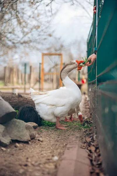 Retrato de ganso doméstico, de perfil sobre fondo borroso en un zoológico. Ganso blanco siendo alimentado por la gente. — Foto de Stock