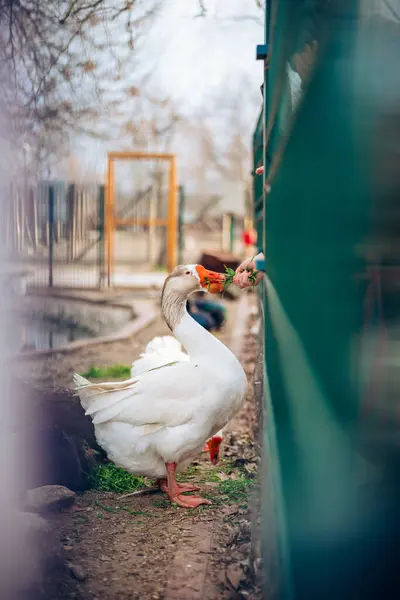 Porträt der Hausgans, im Profil auf verschwommenem Hintergrund in einem Zoo. Weiße Gans wird von Menschen gefüttert. — Stockfoto