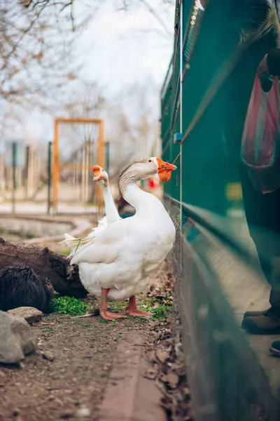 Retrato de ganso doméstico, de perfil sobre fondo borroso en un zoológico. Ganso blanco siendo alimentado por la gente. — Foto de Stock