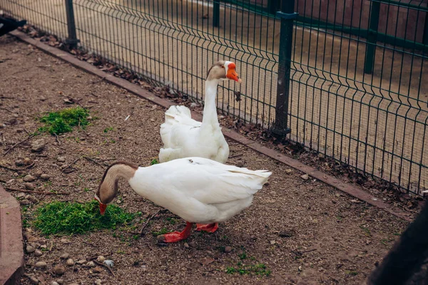 Portret van tamme gans, in profiel op wazige achtergrond in een dierentuin. Witte gans — Stockfoto