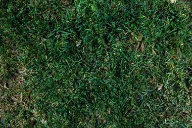 Tasarım için yeşil çimen dokusu arka planı, yakın plan görünümü. Taze yeşil detaylı bahar çimenleri 