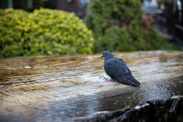 Nahaufnahme einer Taube, die sich in einem Brunnen erfrischt und Wasser trinkt. Niedlicher Wildvogel auf einem Wasserbrunnen — Stockfoto