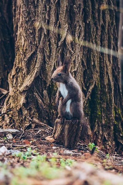 Natura selvaggia. Carino lo scoiattolo rosso con lunghe orecchie appuntite nella scena autunnale. Scoiattolo seduto a terra. Sciurus vulgaris — Foto Stock