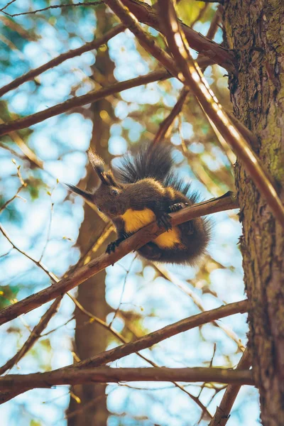 Dzika natura. Słodka czerwona wiewiórka z długimi spiczastymi uszami w jesiennej scenie. Wiewiórka siedzi na ziemi. Sciurus vulgaris — Zdjęcie stockowe