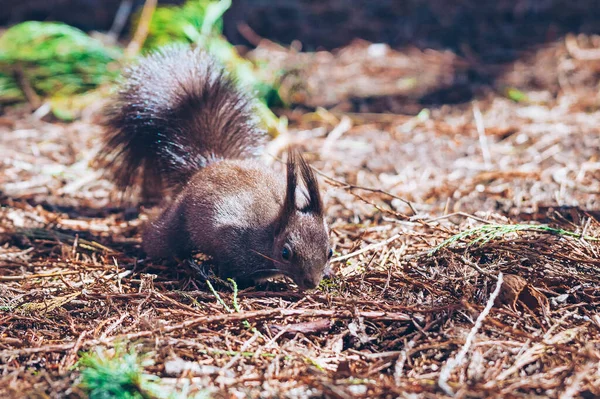 Dzika natura. Słodka czerwona wiewiórka z długimi spiczastymi uszami w jesiennej scenie. Wiewiórka siedzi na ziemi. Sciurus vulgaris — Zdjęcie stockowe