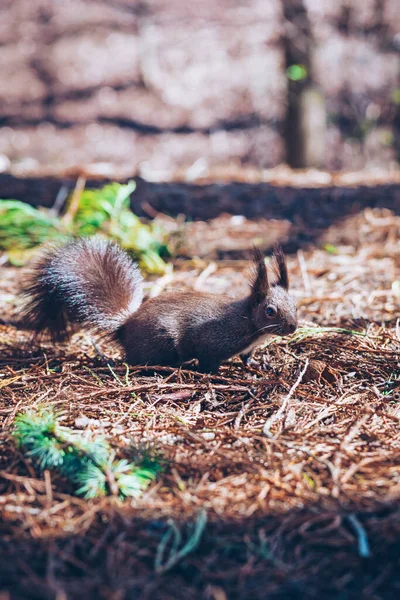 Dzika natura. Słodka czerwona wiewiórka z długimi spiczastymi uszami w jesiennej scenie. Wiewiórka siedzi na ziemi. Sciurus vulgaris — Zdjęcie stockowe