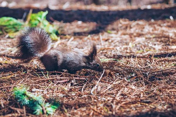 Dzika natura. Słodka czerwona wiewiórka z długimi spiczastymi uszami w jesiennej scenie. Wiewiórka siedzi na ziemi. Sciurus vulgaris — Zdjęcie stockowe