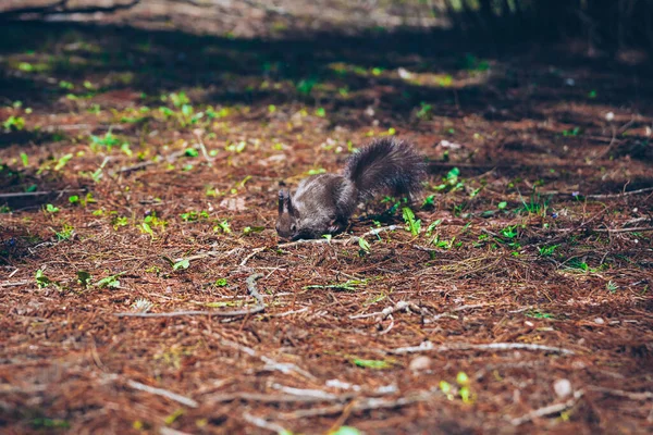 Natura selvaggia. Carino lo scoiattolo rosso con lunghe orecchie appuntite nella scena autunnale. Scoiattolo seduto a terra. Sciurus vulgaris — Foto Stock