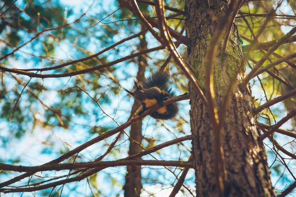 Nature sauvage. Écureuil rouge mignon avec de longues oreilles pointues dans la scène d'automne. Écureuil assis sur le sol. Sciurus vulgaris — Photo