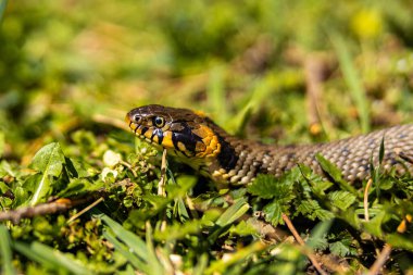 Güneşte çim tarlasında zehirli olmayan yaygın otlar. Yılanların siyah dili yok. Yılanın makro görüntüsü..