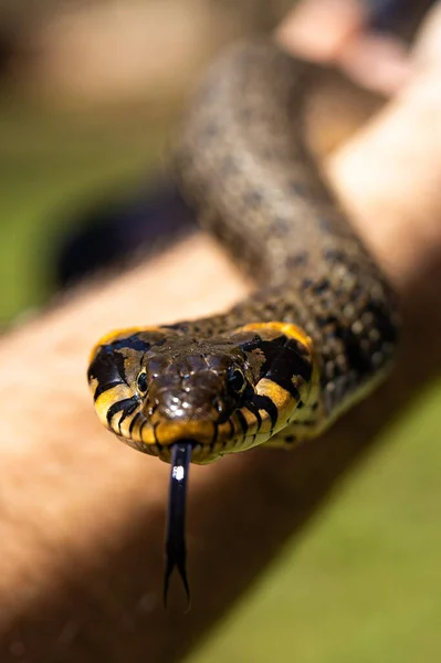 Herbe commune serpent non venimeux sur un champ d'herbe au soleil. Serpents langue noire est sorti. Plan macro d'un serpent. — Photo