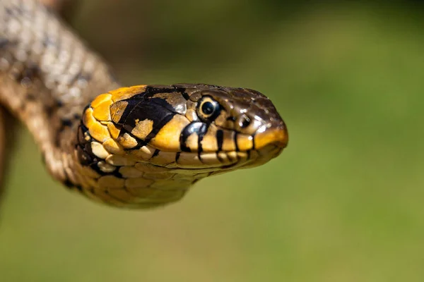 普通草类无毒蛇在草地上晒太阳。蛇的黑舌头伸出来了.蛇的宏观镜头. — 图库照片
