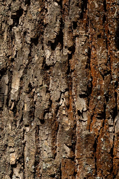 Μακρο πλάνο από παλιά υφή φλοιού δέντρου και φόντο, οργανική και φυσική ταπετσαρία μοτίβο — Φωτογραφία Αρχείου