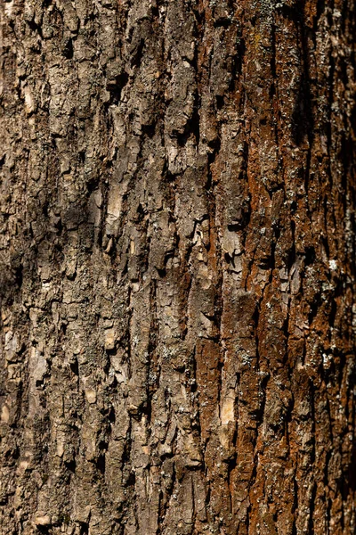 Macro shot van oude boom schors textuur en achtergrond, organische en natuurlijke patroon behang — Stockfoto