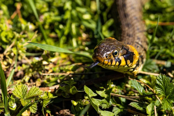 Обычная трава неядовитая змея на травяном поле на солнце. Чёрный язык змей вырван. Макроснимок змеи. — стоковое фото