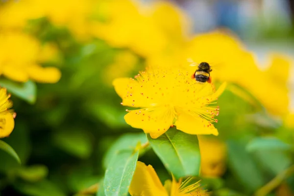 Honey bee collecting nectar from a yellow flower in the summer time. Useful photo for design or web banner. High quality photo