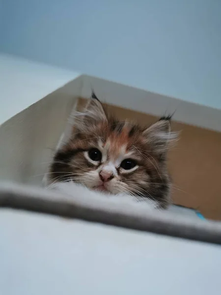 Gato Mirando Por Cámara — Foto de Stock