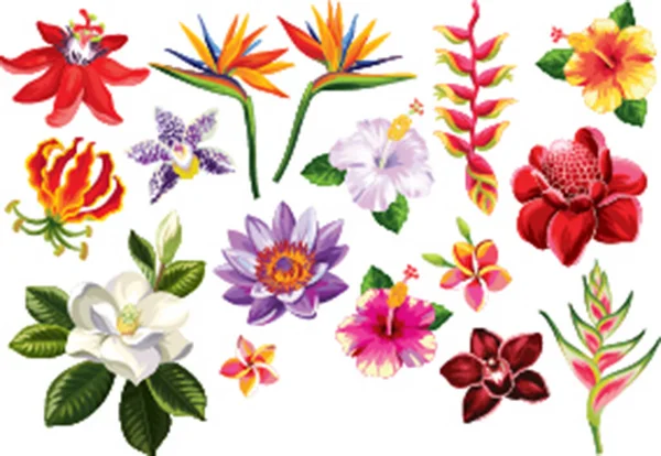 kalıplar ayrıştırılıyor vektör etnik