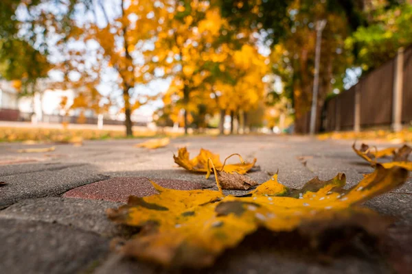 Orange autumn leave lying on the road in the park.