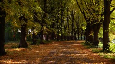 Parkta uçan turuncu sonbahar tatili.