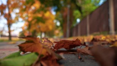 Parkta uçan turuncu sonbahar tatili.