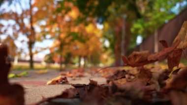 Parkta uçan turuncu sonbahar tatili.