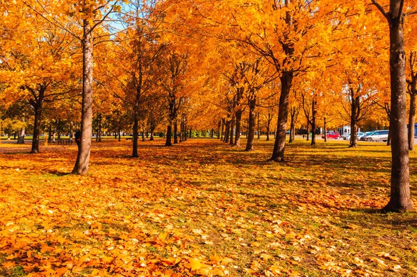 Parkta turuncu sonbahar ağacı geçidi. — Stok fotoğraf