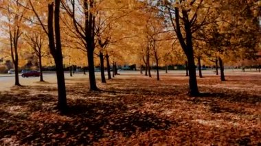 Parktaki turuncu sonbahar ağaçlarının arasında uçuyorum.. 