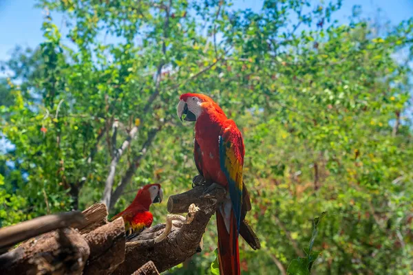 Zwei rote Ara-Papageien auf Baumrinde im Ökotourismuspark Xcaret — Stockfoto