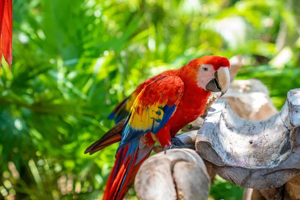 Kırmızı papağan Xcaret eko-turizm parkında ağaç kabuğuna tünemiş. — Stok fotoğraf