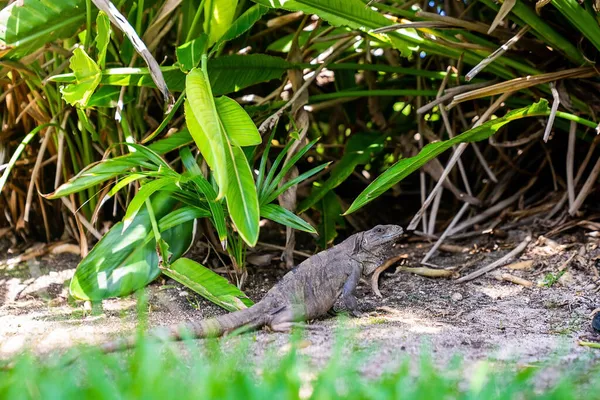 Close up de iguana lagarto rastejando no chão do jardim — Fotografia de Stock