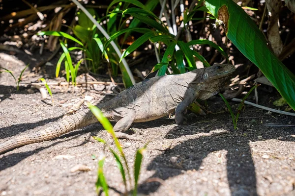 Крупним планом ігуана ящірка повзе на садовій підлозі — стокове фото