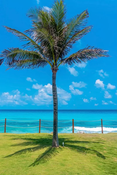 Ombra di palma su erba con mare recintato contro cielo — Foto Stock