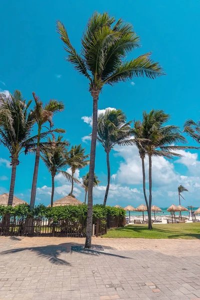 Alberi di cocco sul marciapiede, tettoie di paglia sulla spiaggia contro il mare — Foto Stock